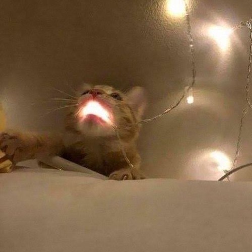 frickin heckn scool w/ ghosteguy prod. reassurancecrow