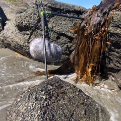 Coastal Hollow - Seaweed
