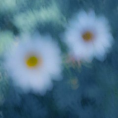 BUTTERBLUME