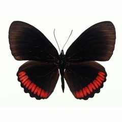 Evanston Nights / Black Butterfly (Prod. Boyfifty)
