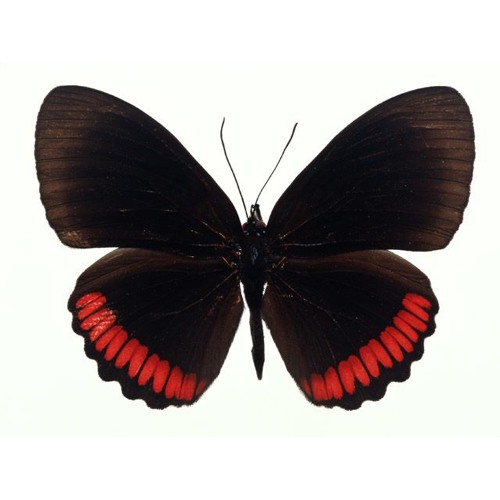 Evanston Nights / Black Butterfly (Prod. Boyfifty)
