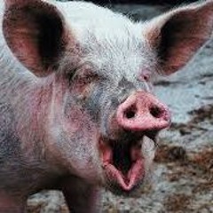 Year of The Pig mixes  - Freek - Music For The MDMAmish - Warme Deken