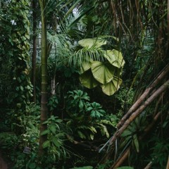 𝘱𝘦𝘵𝘪𝘵 𝘣𝘪𝘴𝘤𝘶𝘪𝘵 - 𝘫𝘶𝘯𝘨𝘭𝘦 ( 𝘴𝘭𝘰𝘸𝘦𝘥 )