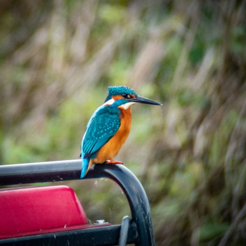 Kingfishers at Bottisham Lock