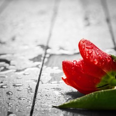 Make You Feel My Love