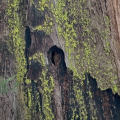 NTS Radio Jan. 22 ('20)