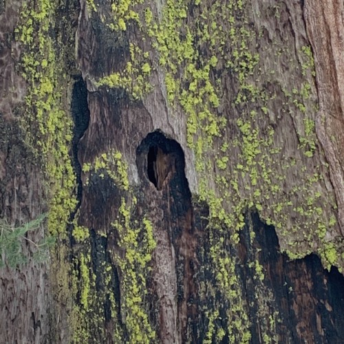 NTS Radio Jan. 22 ('20)