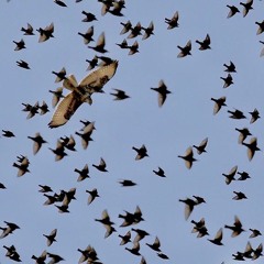 by the end of the night