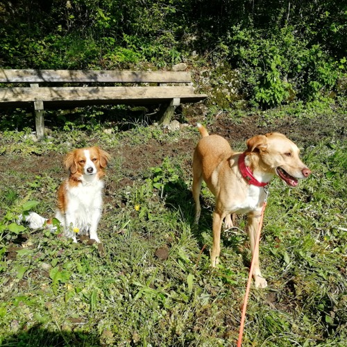 Mein Hund frisst Gras