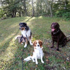 Der Labrador und der Kofferraum