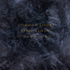 Common Eider, King Eider & Cober Ord - Tombs - Earth's Sacred Womb - Excerpt