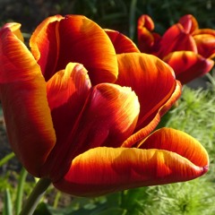 Mendelssohn Song Without Words 19.2 (Lieder Ohne Worte) Garritan CFX