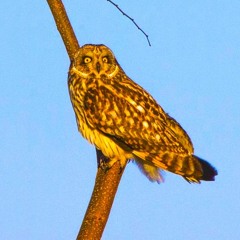 부엉이 (Owl)