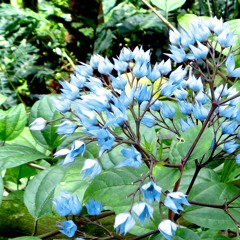 Clips - Lyrics - Vol 1