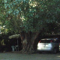 Jack & the Bodhi Tree