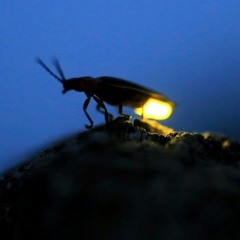 Firefly - Kiera Breaugh