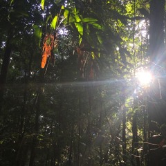 Cylisax E Hijaz improv 21 Jan ‘20 at Mary Cairncross Scenic Reserve