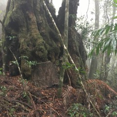 Gondwanan Forest Awakens