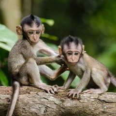 Resistencia con Alasechoo (audio prekario)