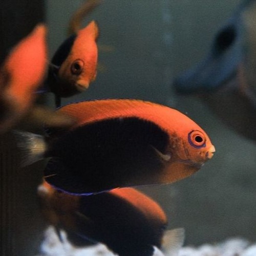 TilliT - Back To Heaven(Original Mix) [Free download]