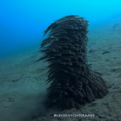 Two Downward Trends / Telling The Truth