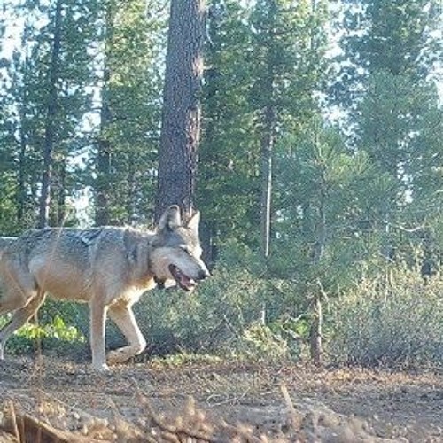 Gray Wolf Killer Sought As Feds Seek To End Species Protection