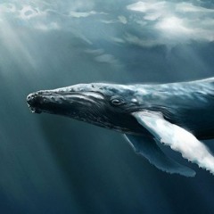 The Symphony of Whales (live 2.0 extract)