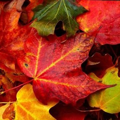 Leaves Red Gold and Brown - Steve Thew