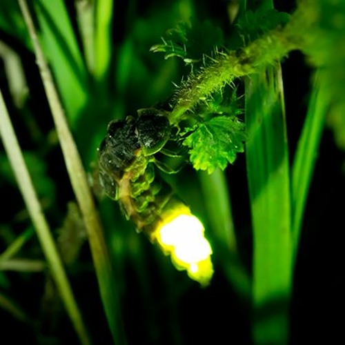 Insect Love Songs - Glow-worms (Lampyris noctiluca)