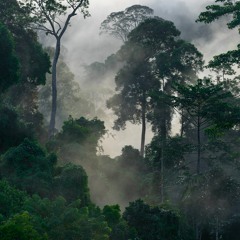 Borneo rainforest - Lush dawn chorus - Gibbons and birds