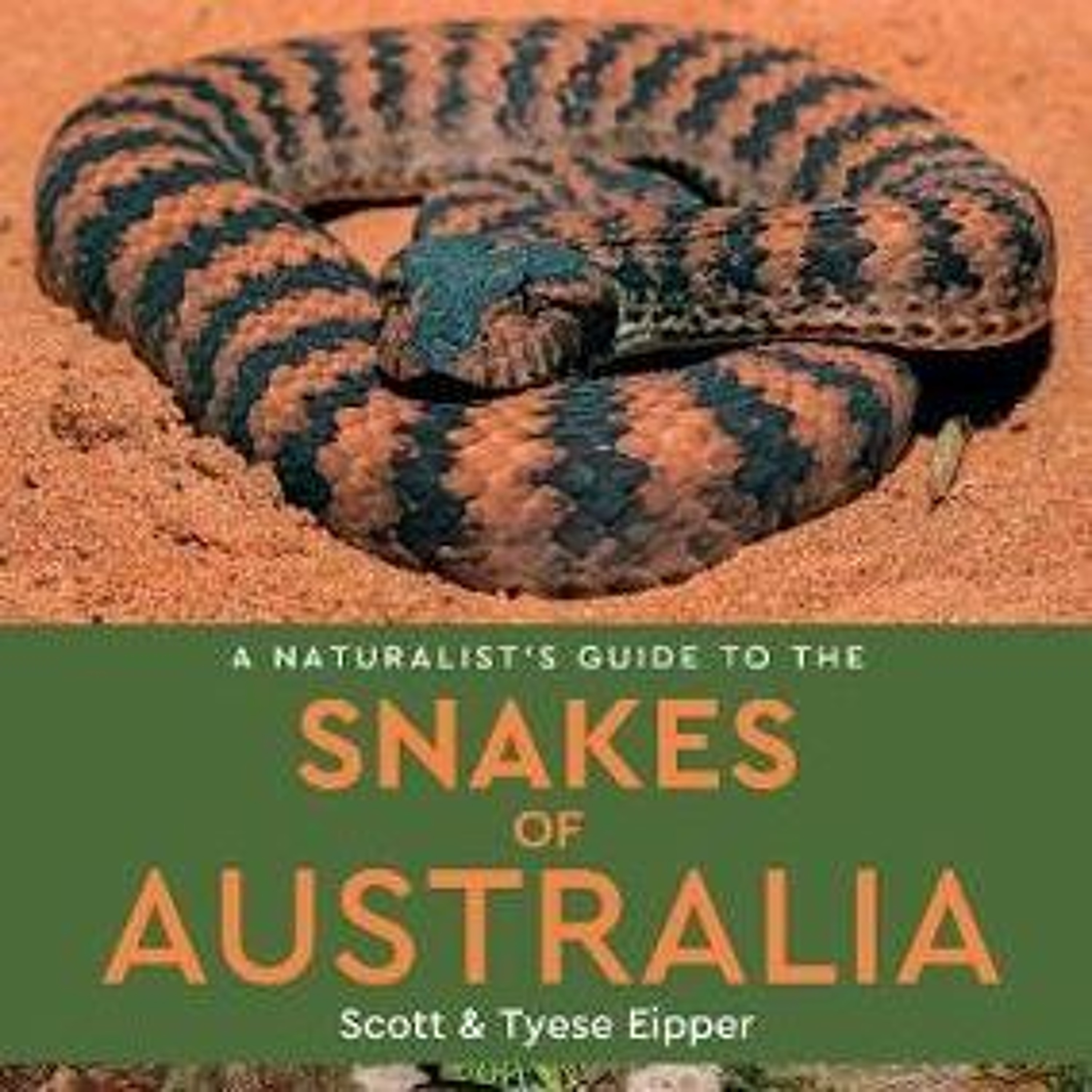 Modern Medusa Reptile Podcast - Where we talk everything cold-blooded (Snake Podcast)