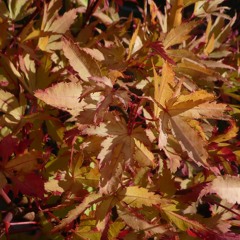 Schumann Bittendes Kind - 15.4 ACD