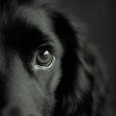 HouseHound Drum&Bass 3