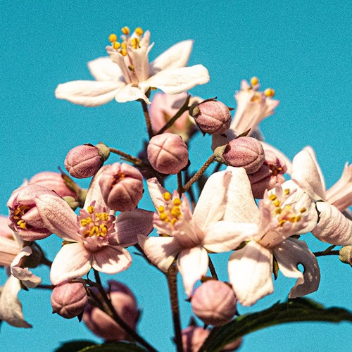 PADRE - Greater Love / Flower & Willow Worlds (incl. Of Norway Version)