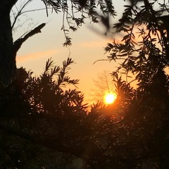 One Pattern Setcut (164er)