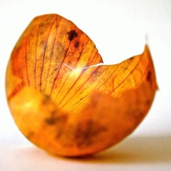 DJ GABY ZGHEIB - ONION SHELL - (ORIGINAL MIX)