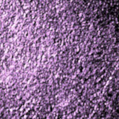 String Quartet / Live Open'Bach