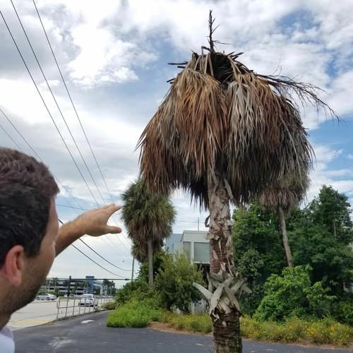 Stream Invasive Bacteria Threatens Florida's Palm Trees by aperdomo001 Listen online for free