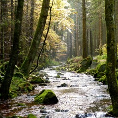 Gentle Forest Stream Sound [Ambiance]