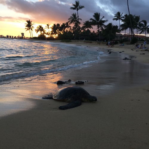 The sound of Kauai(outdoor recording no edit)