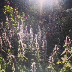 綺麗なものを見たの Kireinamonowomitano