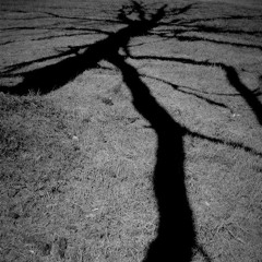 Chroniques de Noördheven - 31 janvier