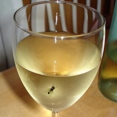 fly in my white wine prod.jkarri