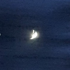 is it better to speak or die?