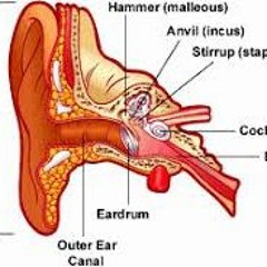 Your Body Is An Ear