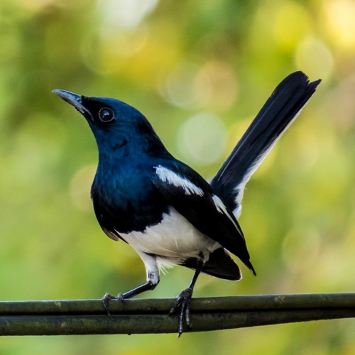 Sweet Magpie Robin Bird Song At Dawn By Awesome Sweet Magpie Robin Bird Song At Dawn By Awesome