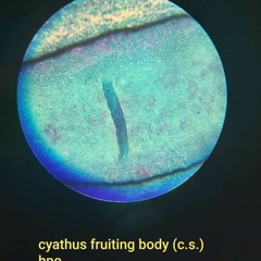 selected ambient works #433