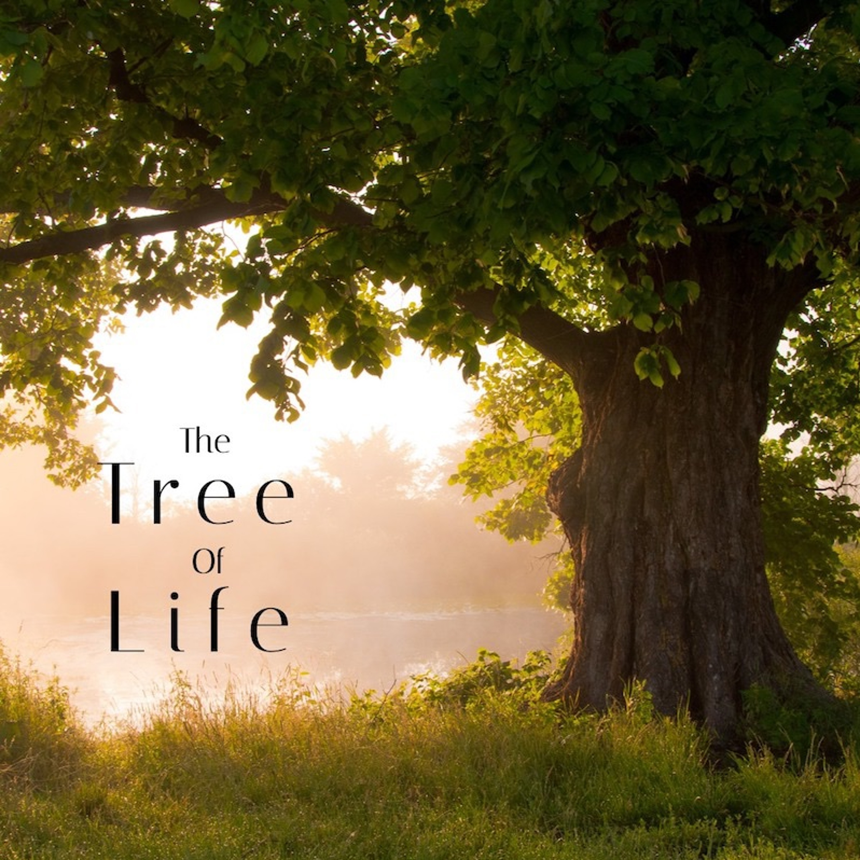 "The Tree Of Life" - Bob Holloway episode artwork
