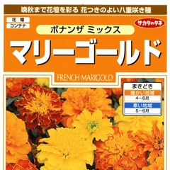 あいみょん/マリーゴールド Tropical House Remix
