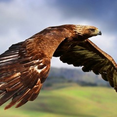 HAVASI — Golden Eagle .